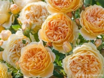 大花香水月季的养护方法，分享10种花香飘满屋