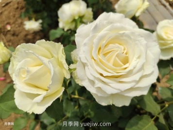 十一朵白玫瑰的花语和寓意