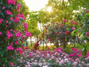 上海前滩休闲公园，月季花海盛景等你赏